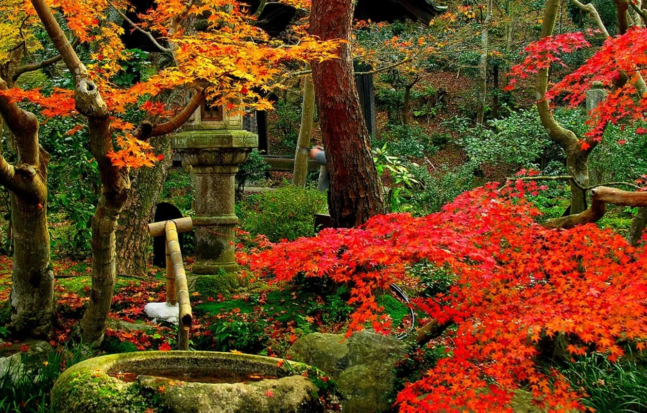 Фото обои вода, деревья, красный, парк, листва, Осень, колодец, жёлтый.