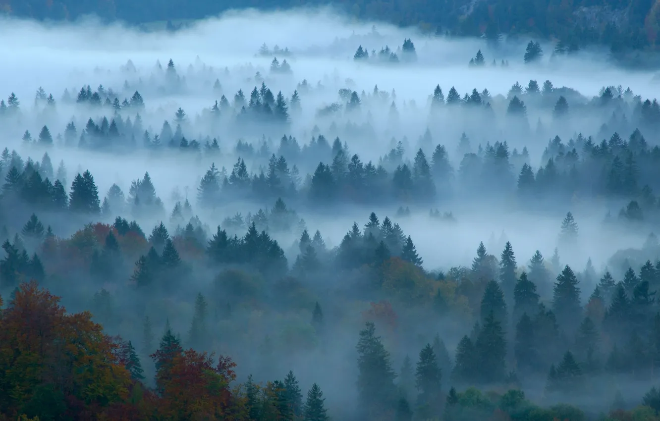Фото обои осень, лес, туман, Германия, Бавария