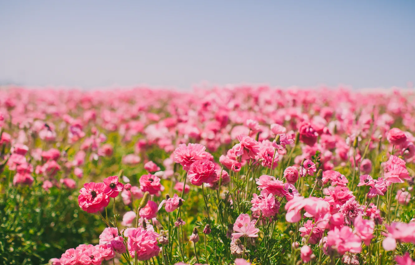 Фото обои поле, цветы, лепестки, розовые