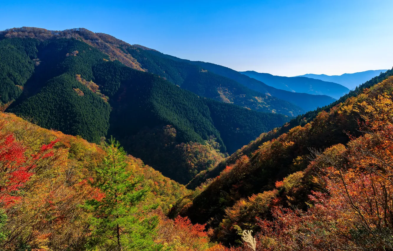 Фото обои осень, лес, небо, солнце, деревья, горы, Япония, Nara Park