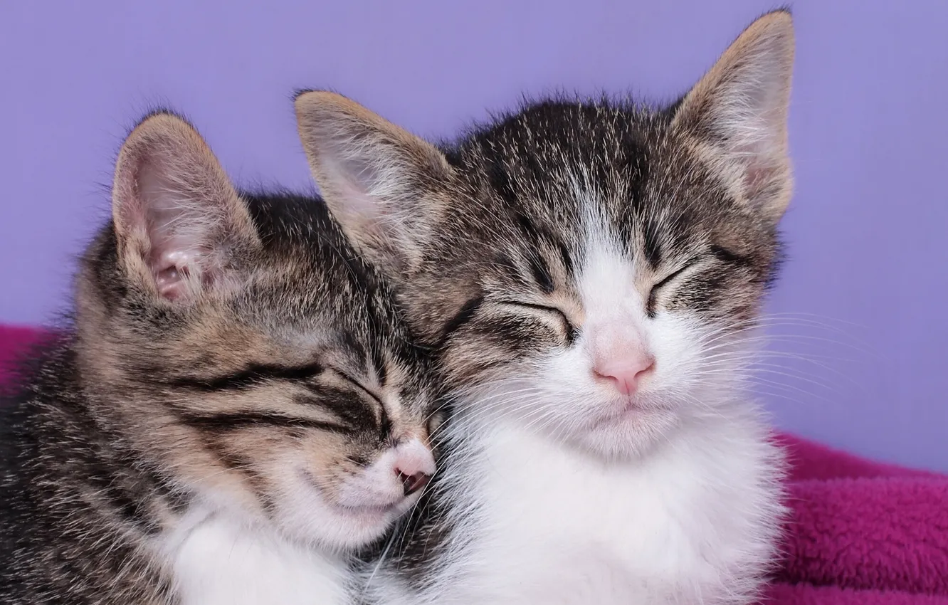 Фото обои сон, котята, малыши, спящие