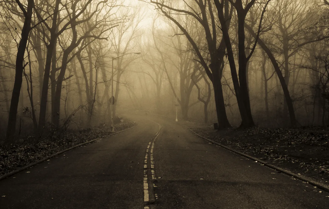 Фото обои дорога, деревья, туман, листва, Осень