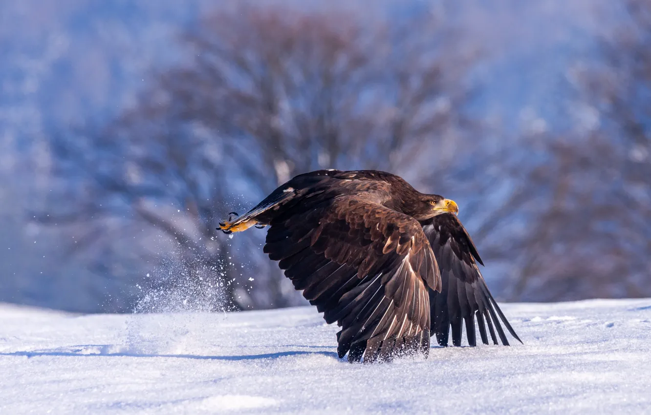 Фото обои зима, свет, снег, деревья, природа, птица, орел, крылья