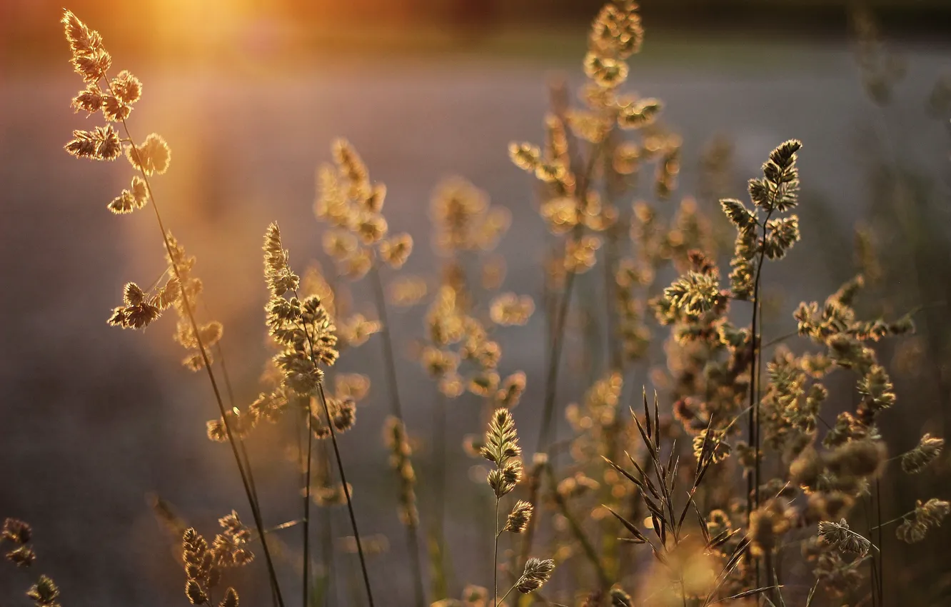 Фото обои трава, свет, растения, колоски, солнечный, метелки
