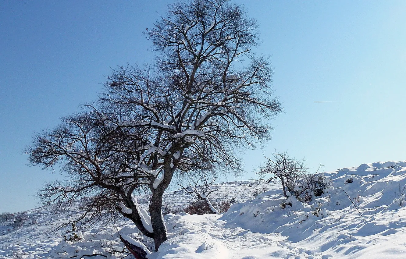 Фото обои зима, снег, дерево, склон