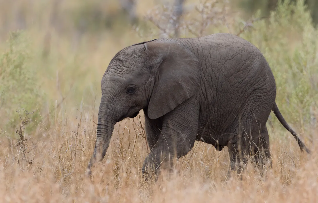 Фото обои природа, слон, Африка
