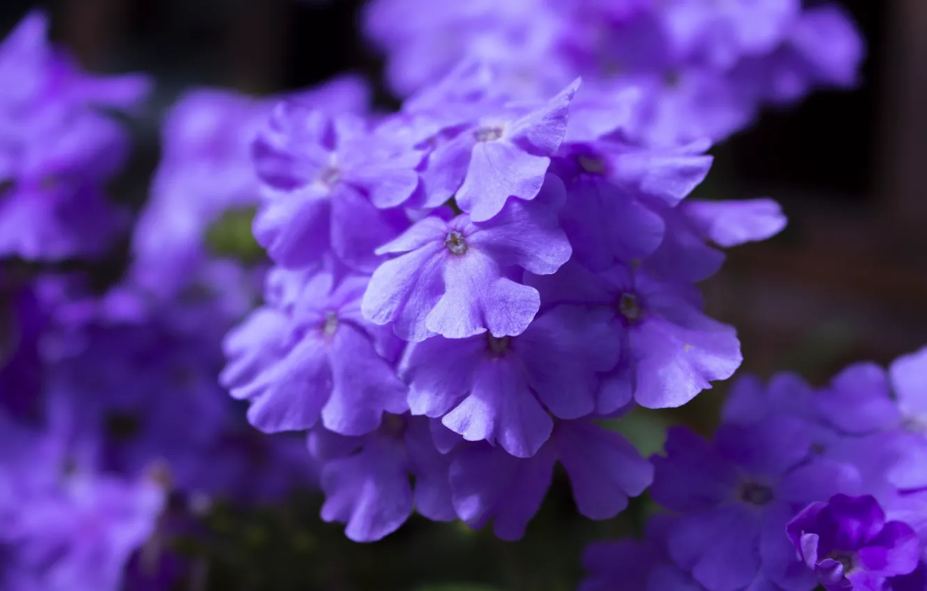 Фото обои фиолетовый, Цветы, Фиалки