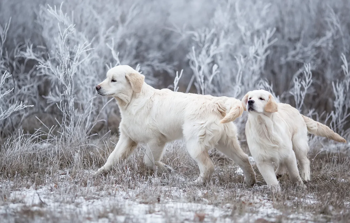 Фото обои зима, иней, собаки, трава, снег, ветки, природа, поза