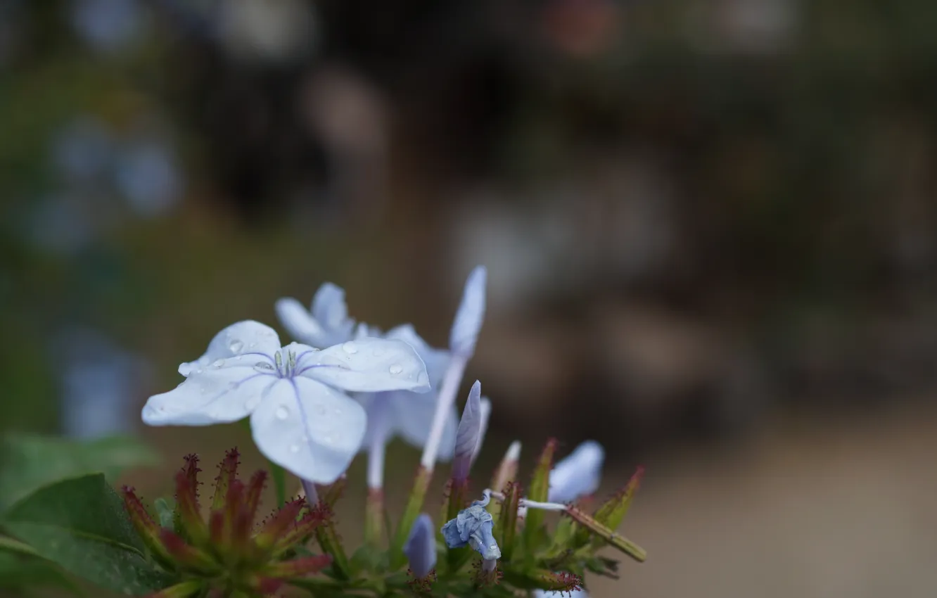 Фото обои цветок, лепестки, голубые