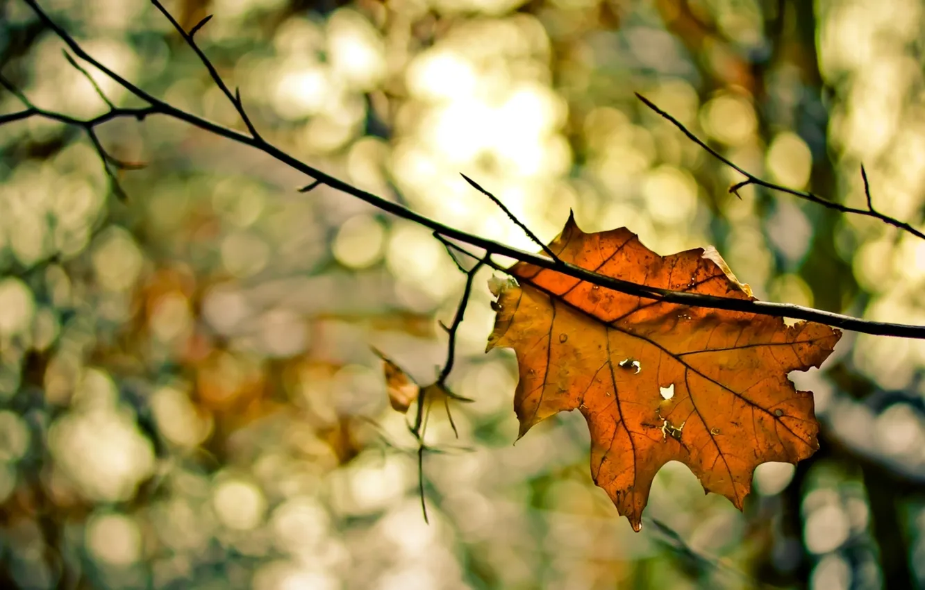 Фото обои осень, макро, лист, by diggedy-d, don't leaf me