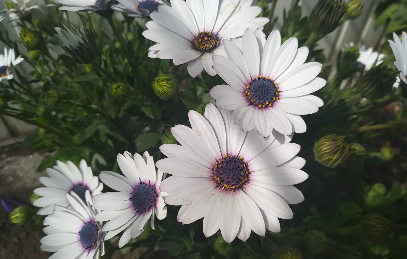 Фото обои Цветочки, Flowers, Остеоспермум, Белые цветы, White flowers