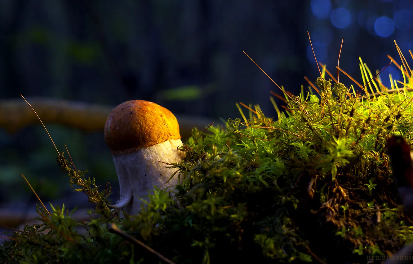 Фото обои гриб, мох, Белый