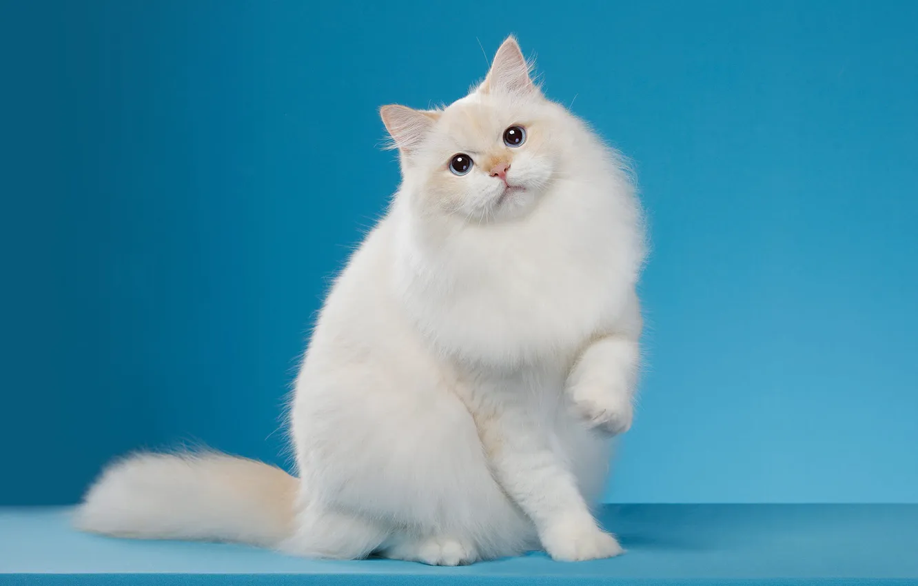 Фото обои кошка, белый, кот, взгляд, поза, фон, голубой, мордочка