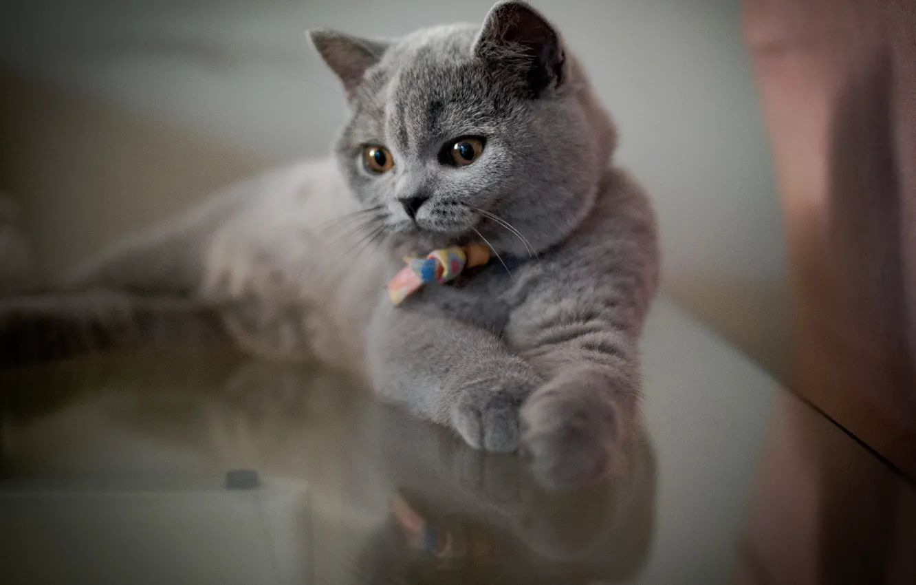 Фото обои кошка, кот, взгляд, поза, мордашка