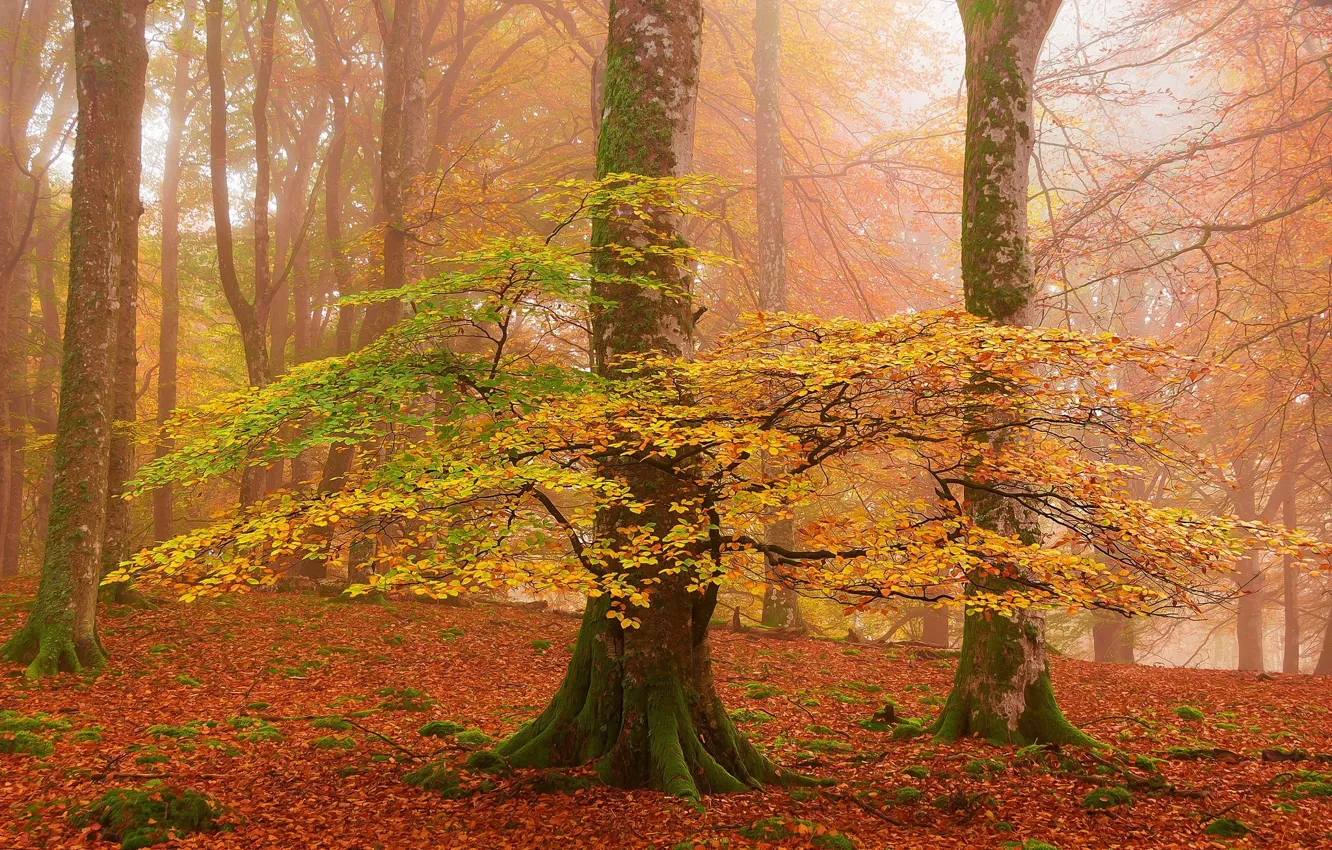 Фото обои Деревья, Лес, Жёлтые листья