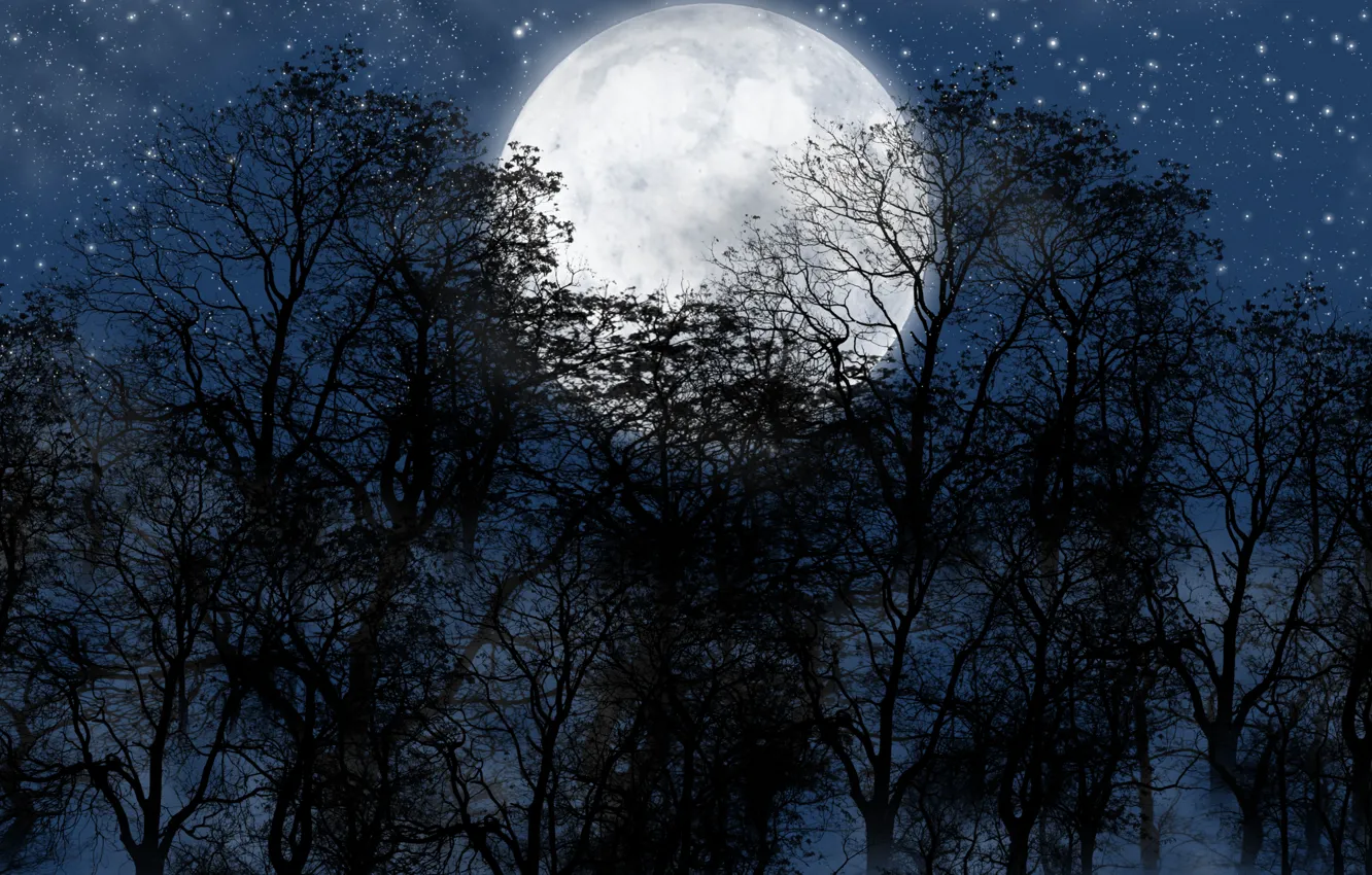 Фото обои лес, ночь, луна, звезды.небо