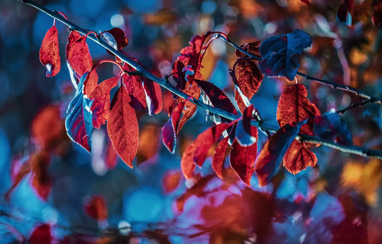 Фото обои осень, листья, свет, ветки, синий, природа, фон, яркие