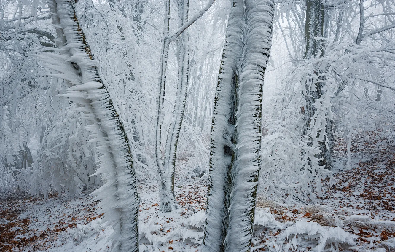 Фото обои лед, зима, иней, лес, снег, деревья, природа, сосульки