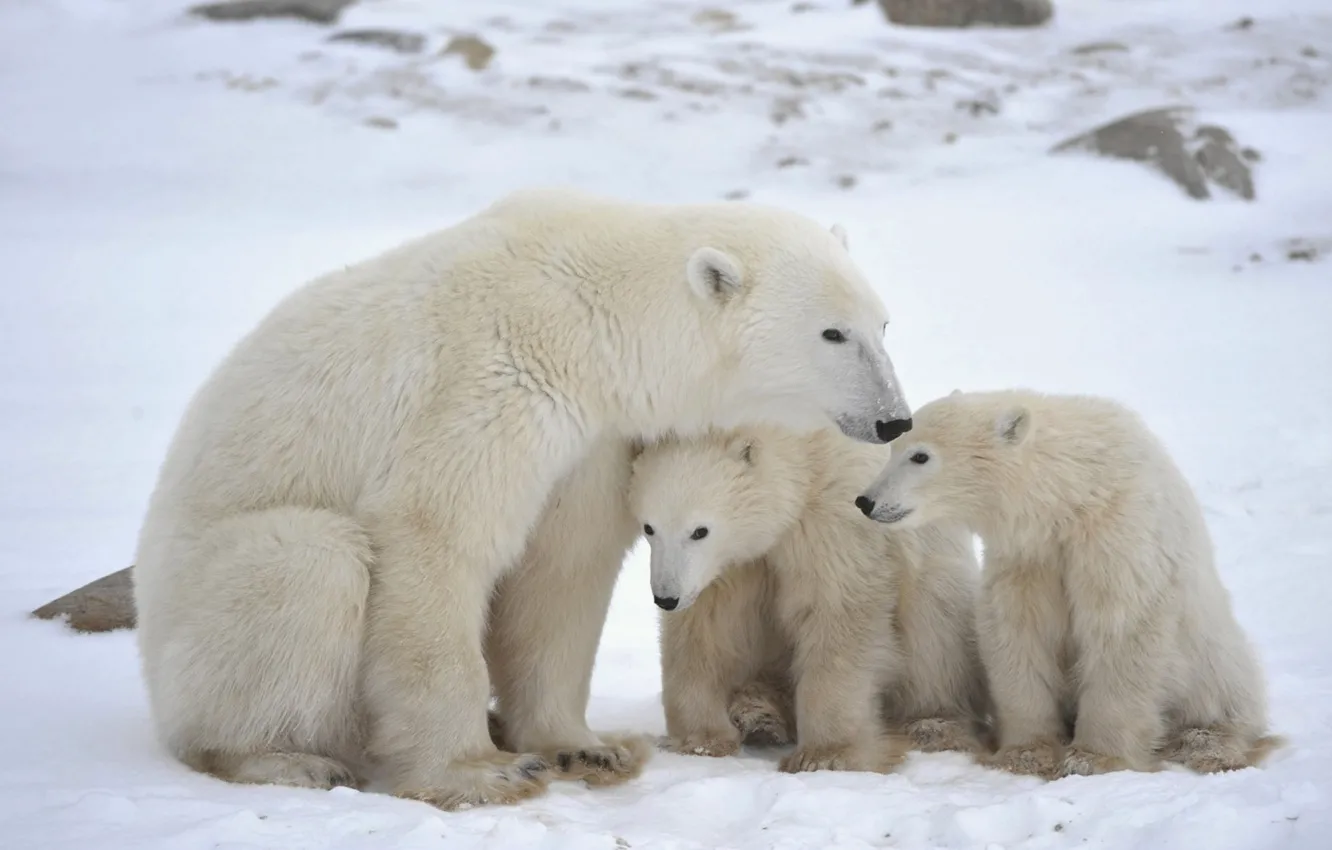 Фото обои animals, cold, snow wildlife, polar-bears