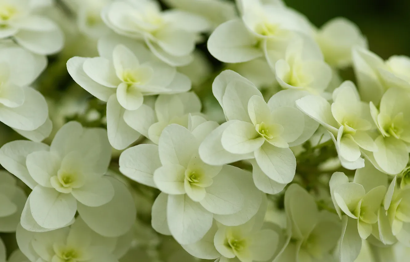 Фото обои куст, белая, цветки, гортензия