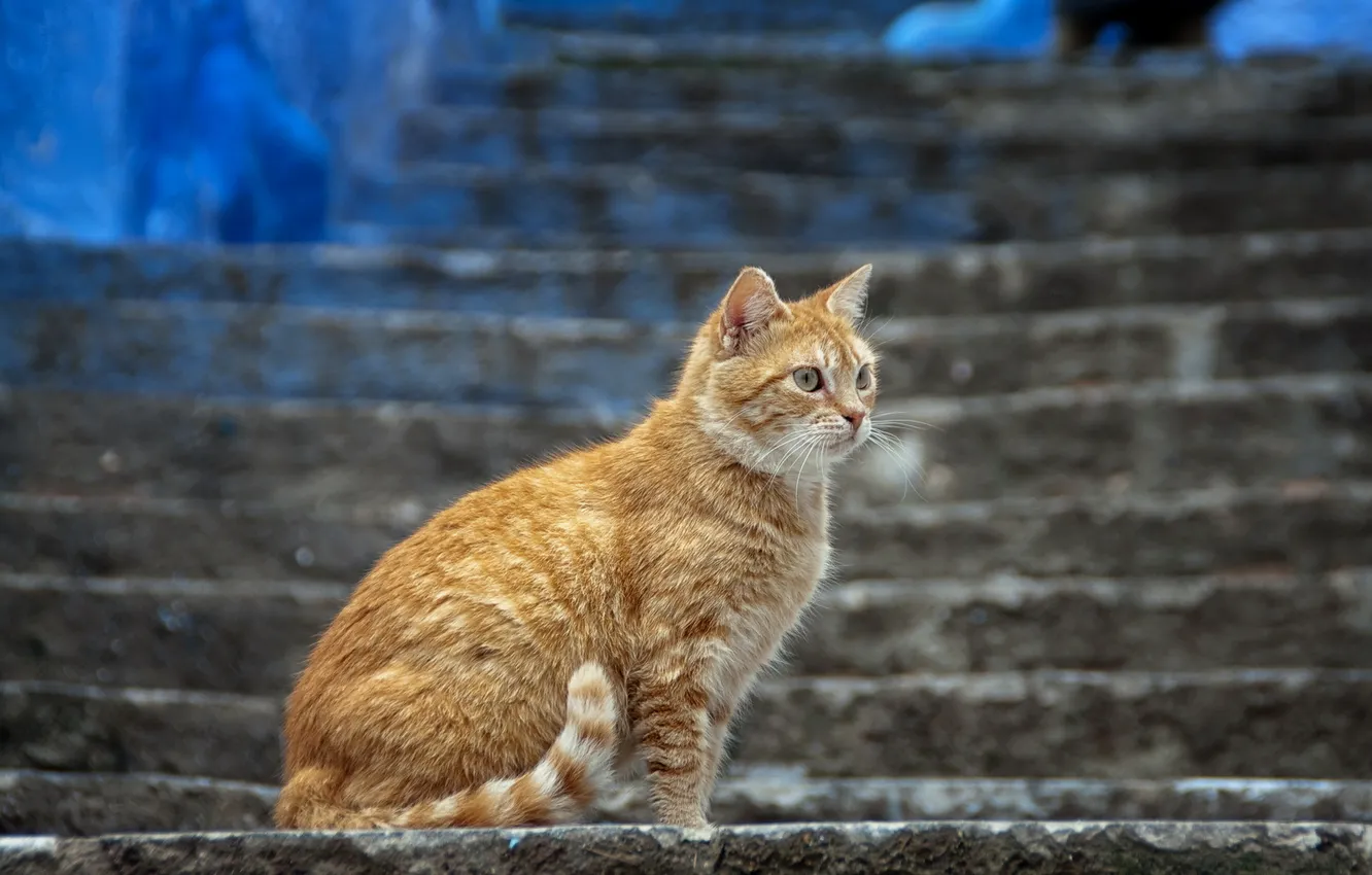 Фото обои кошка, фон, улица