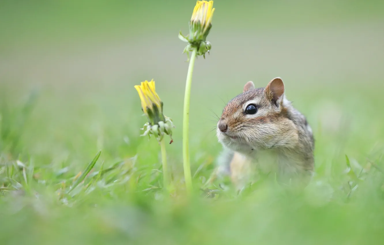 Фото обои трава, цветы, одуванчик, бурундук