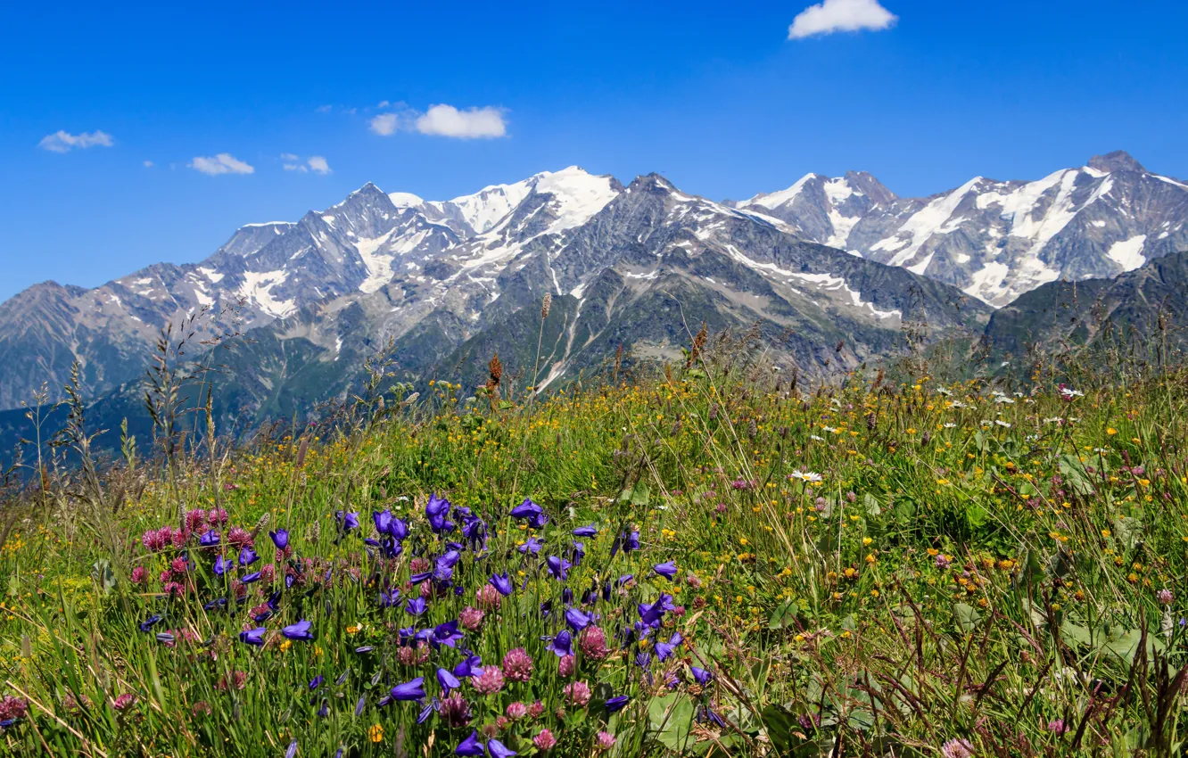 Фото обои цветы, горы, вершины, Франция, Савойя, Массиф дю Бофортен