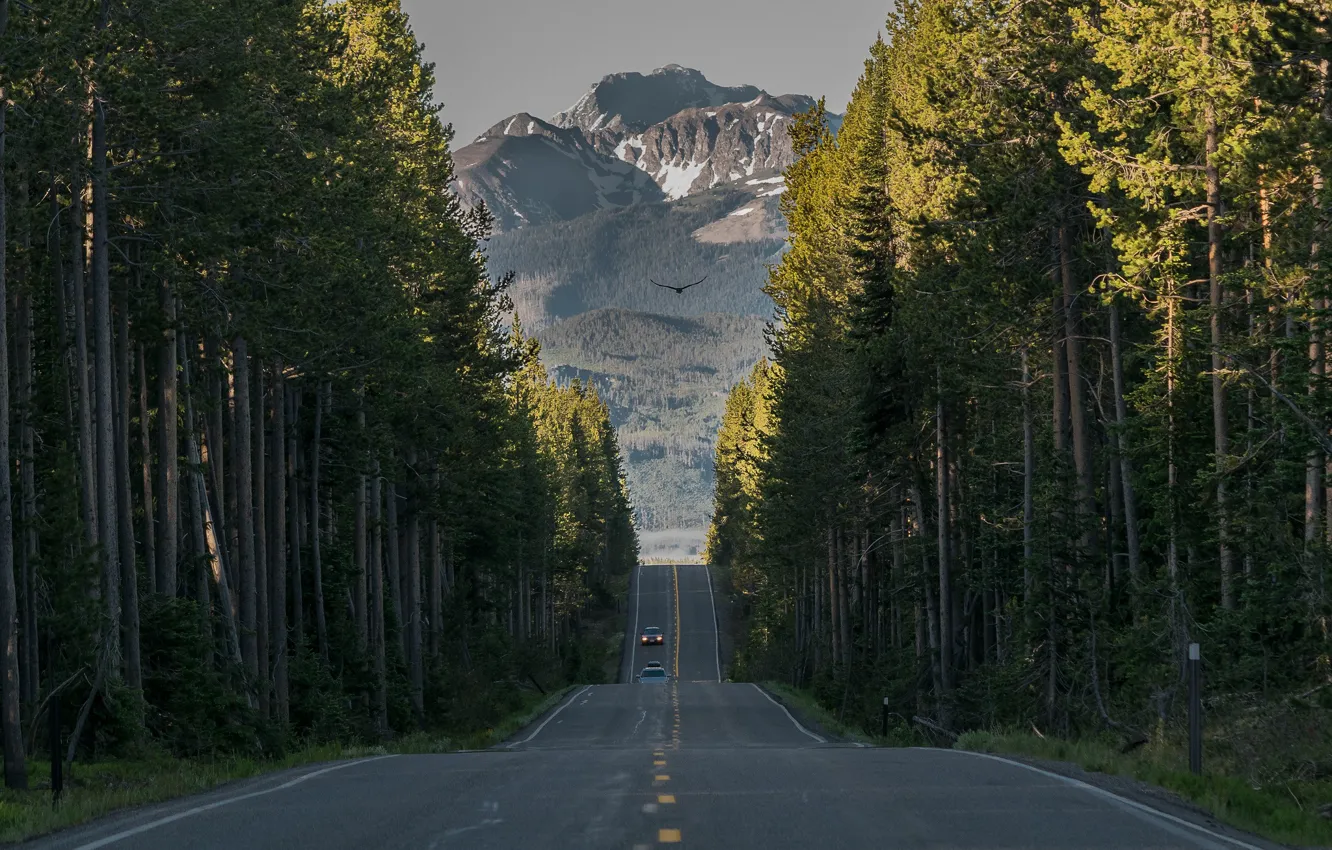 Фото обои дорога, лес, деревья, горы, Вайоминг, Wyoming, Йеллоустонский национальный парк, Yellowstone National Park