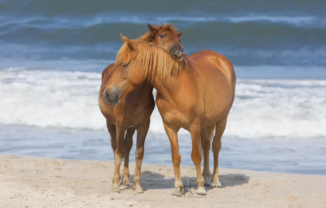 Фото обои море, побережье, лошадь, грива, окрас