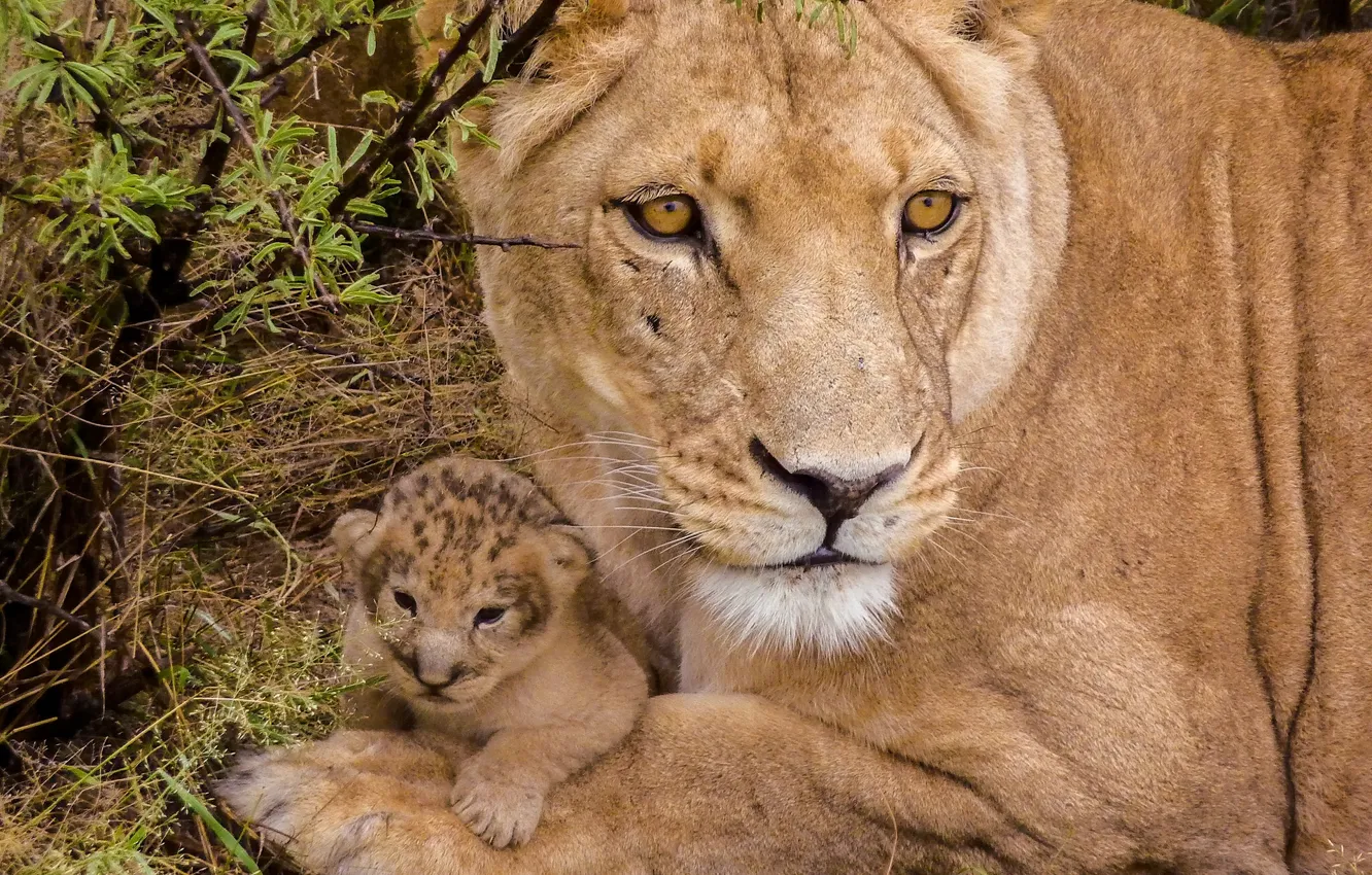 Фото обои малыш, детёныш, львы, львица, львёнок