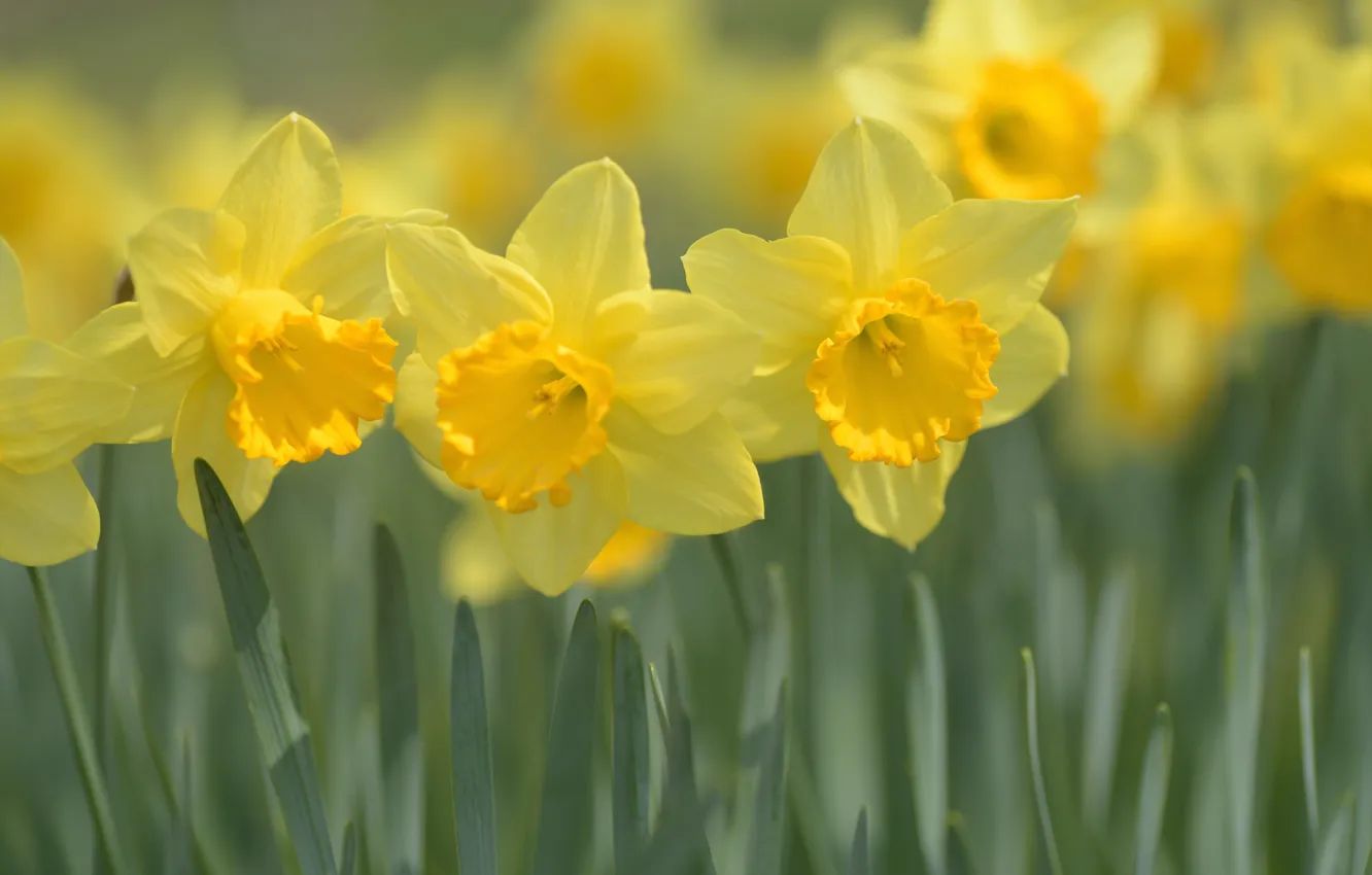 Фото обои макро, весна, жёлтые, Нарциссы