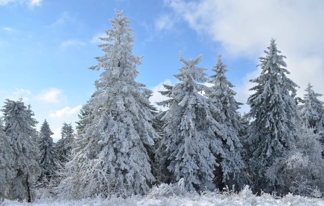 Фото обои зима, снег, пейзаж, природа, ели, ёлки, ёлочки