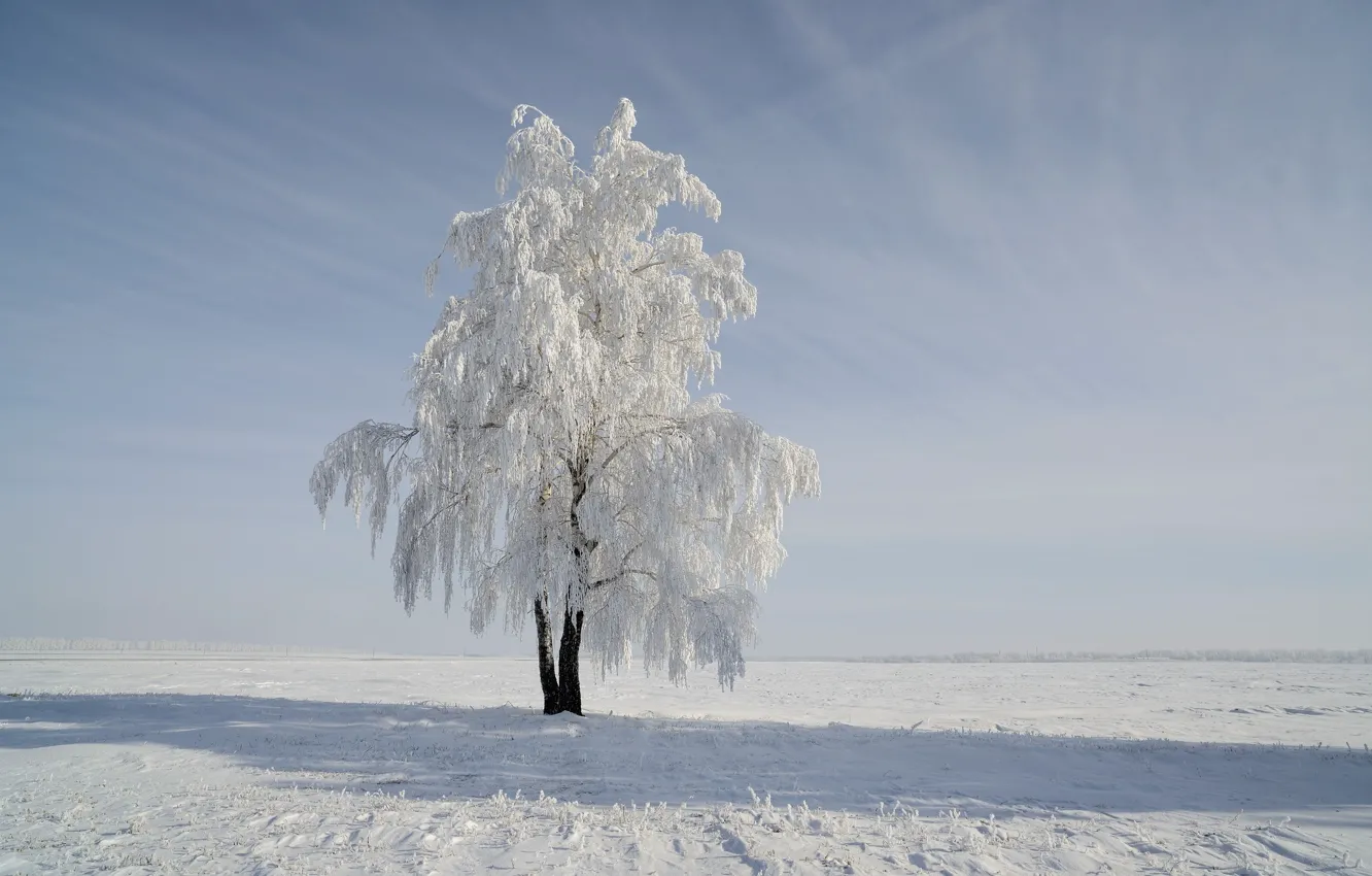 Фото обои зима, поле, снег, дерево