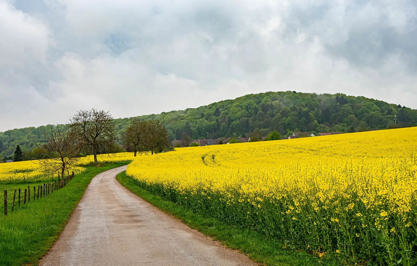 Фото обои дорога, поле, лес, небо, облака, деревья, цветы, желтый