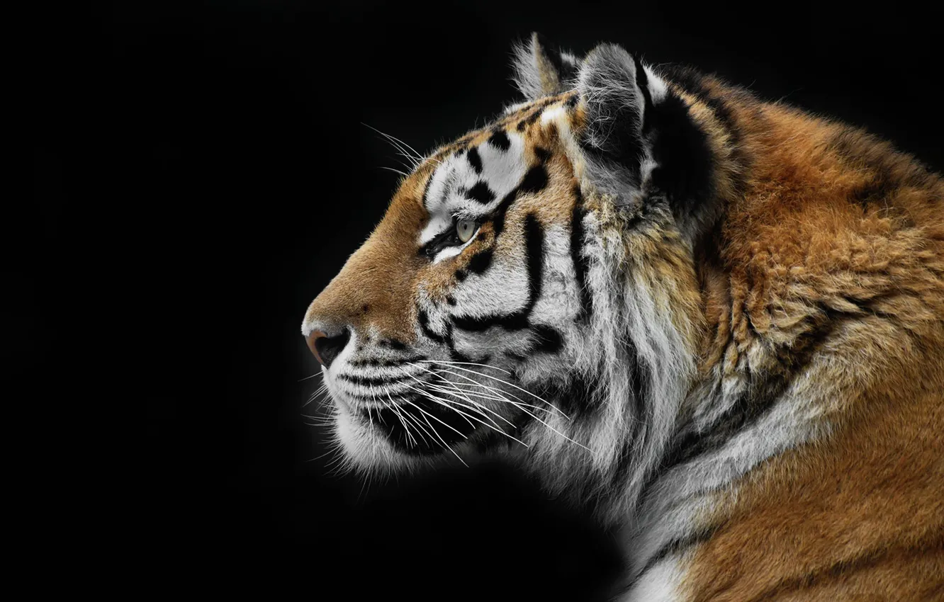 Фото обои природа, тигр, фон, зверь