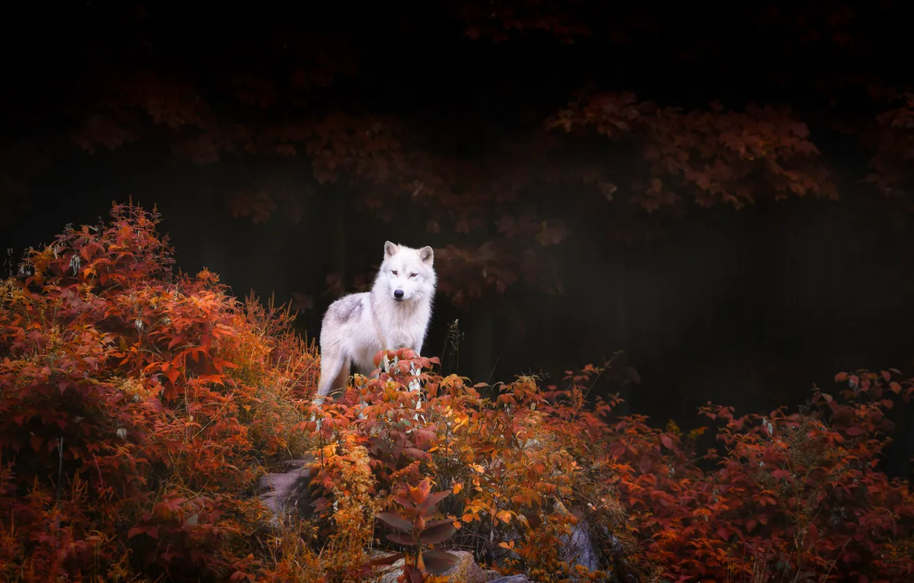 Фото обои осень, лес, деревья, природа, листва, хищник, Волк, кусты