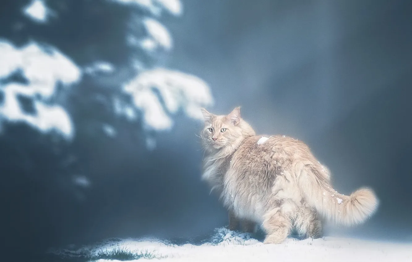 Фото обои зима, кошка, кот, лучи, свет, снег, ветки, природа