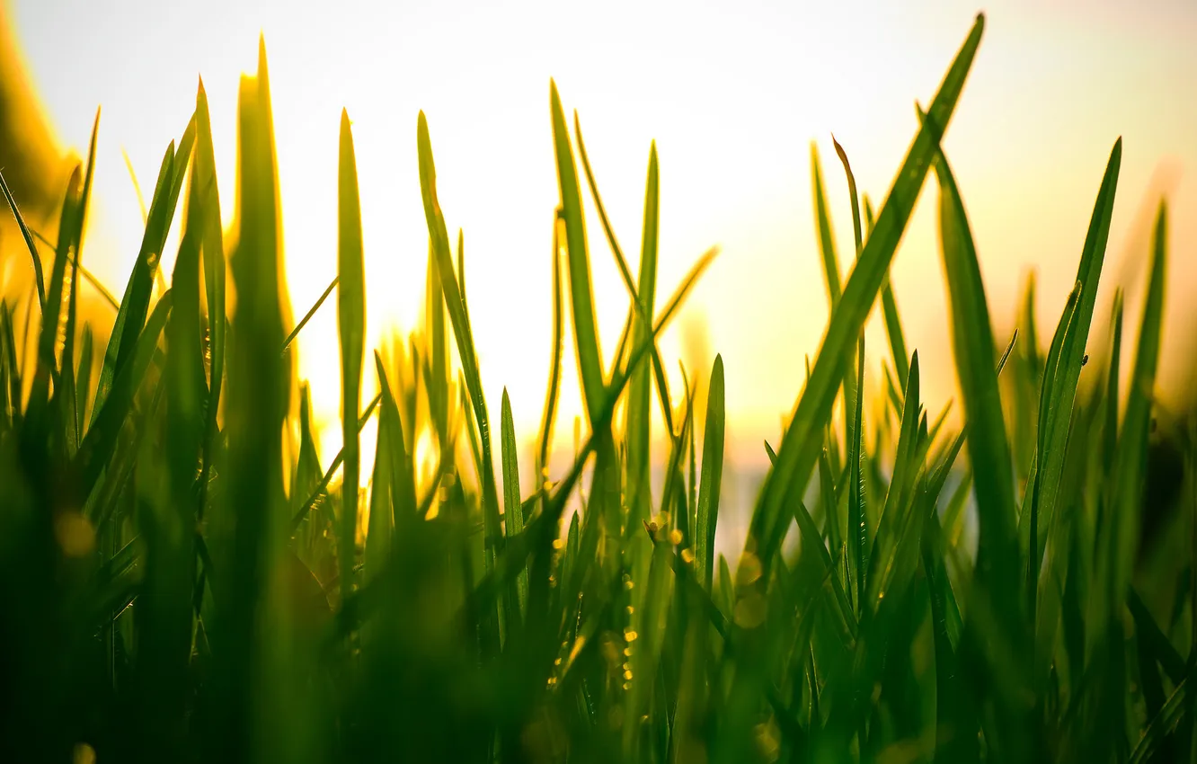 Фото обои небо, трава, макро, свет, природа, фото, обои для рабочего стола