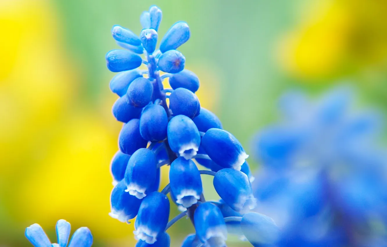 Фото обои цветок, цветы, природа, весна, синие, мускари
