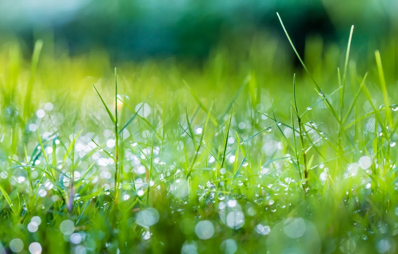 Фото обои лето, трава, капли, макро, зеленый, роса, блеск