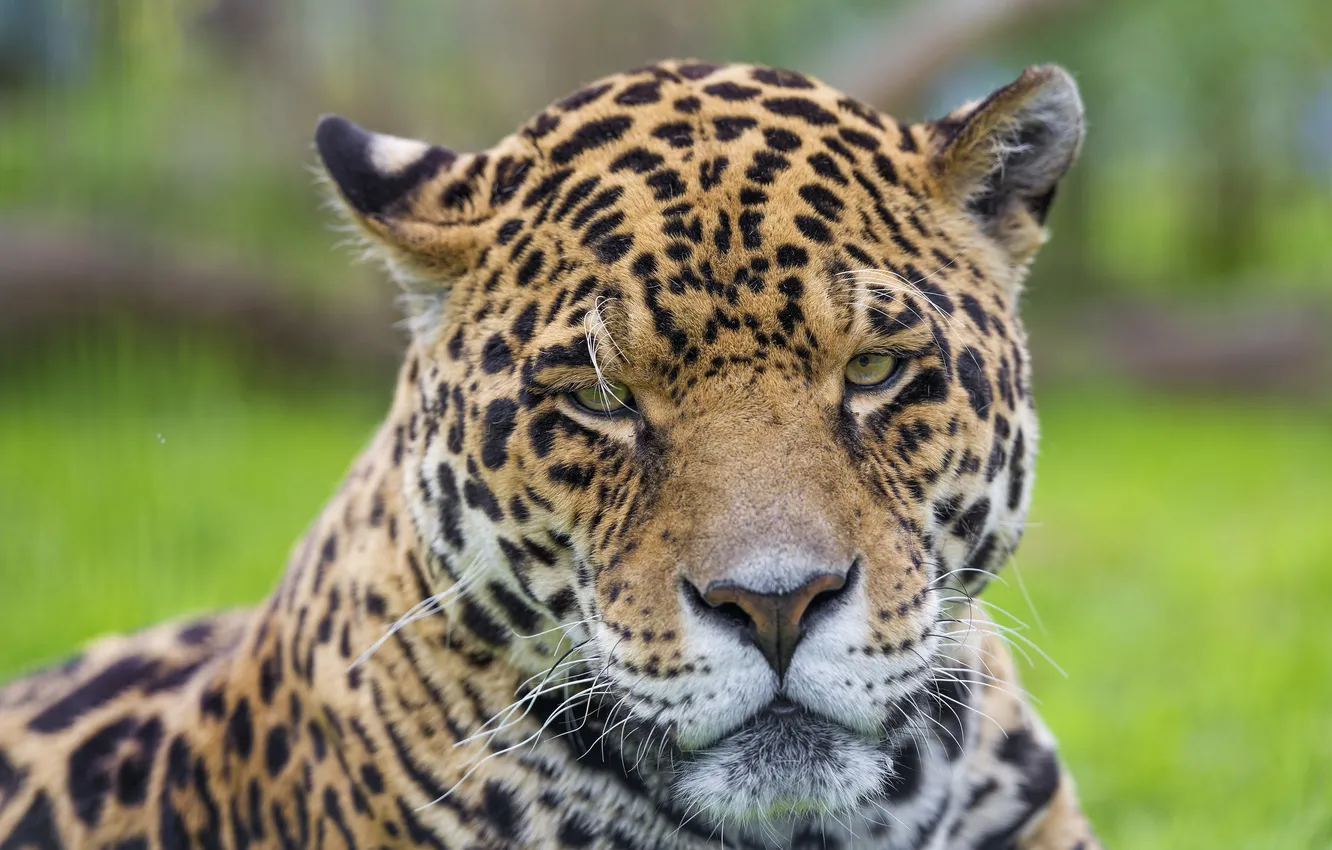 Фото обои кошка, морда, портрет, ягуар, ©Tambako The Jaguar