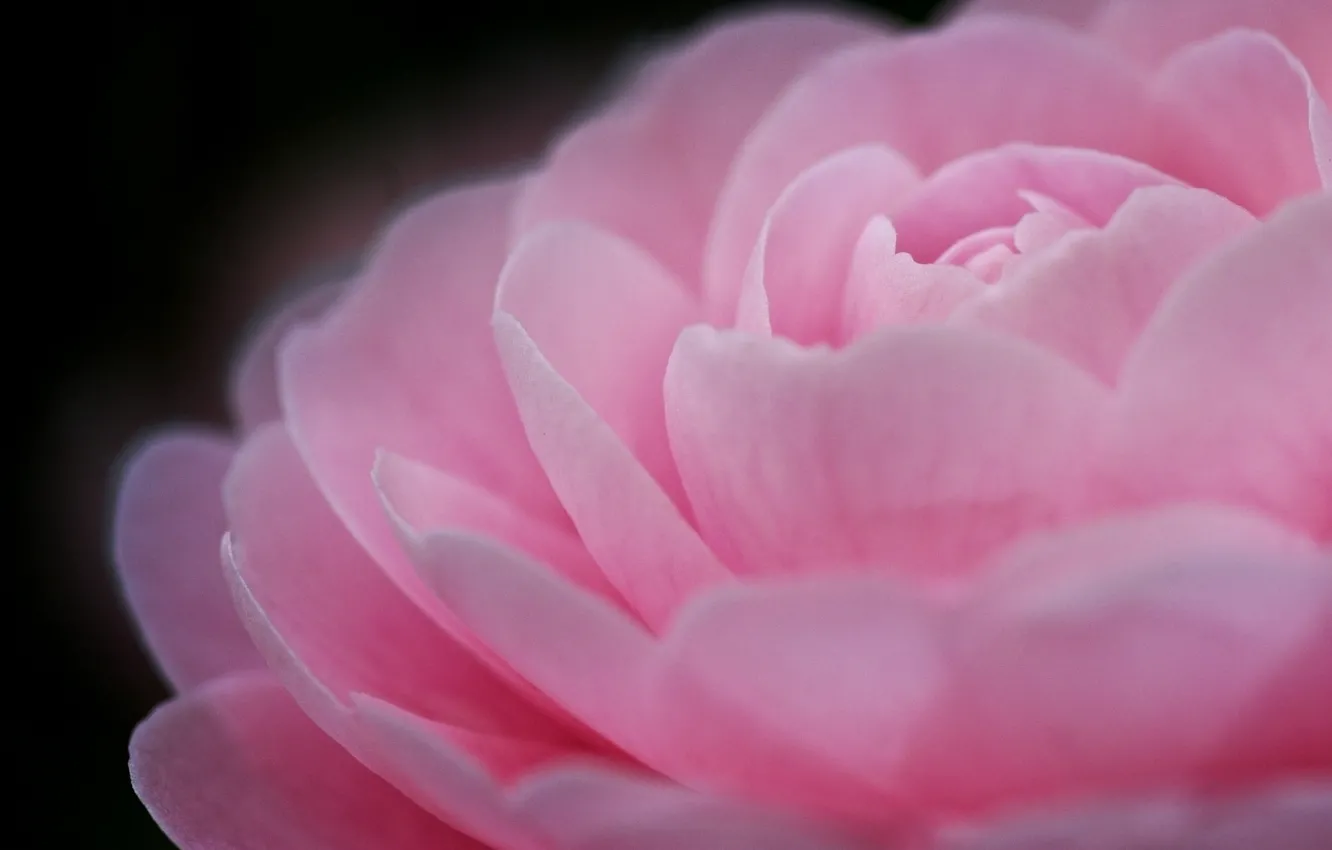 Фото обои свет, цветы, розовый, лепестки, camellia