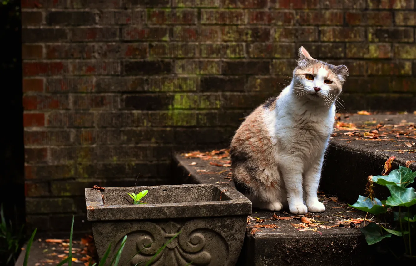 Фото обои кошка, кот, взгляд, стена, сад, сидит, пятнистая, рыжая с белым