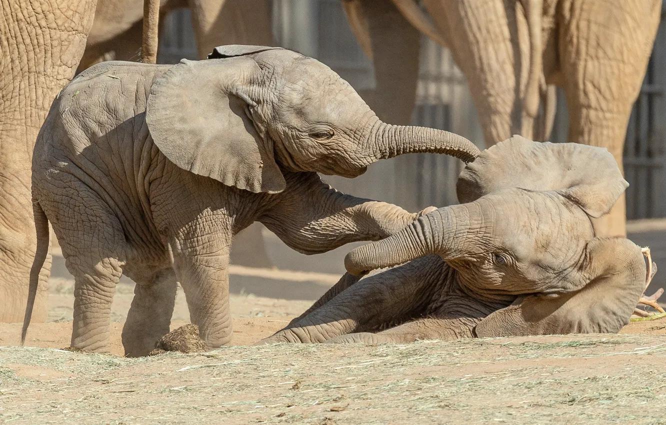 Фото обои игра, слон, пара, малыши, слоны, парочка, детеныш, два