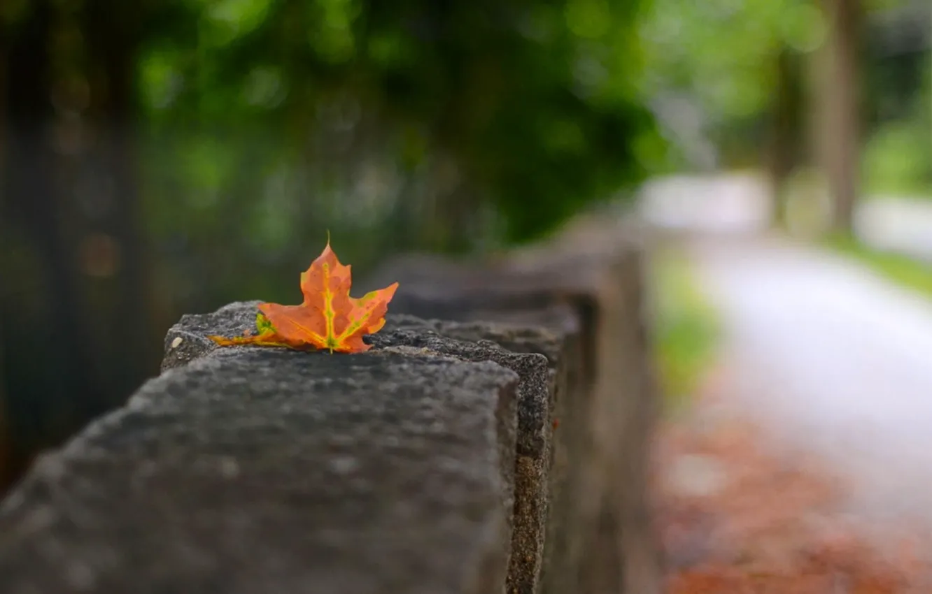 Фото обои осень, макро, природа, листок