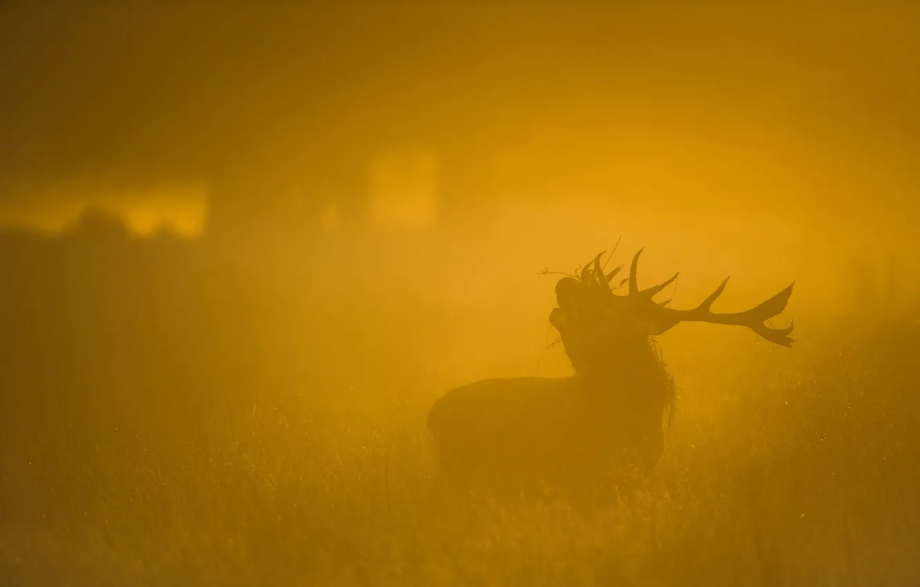 Фото обои природа, туман, олень