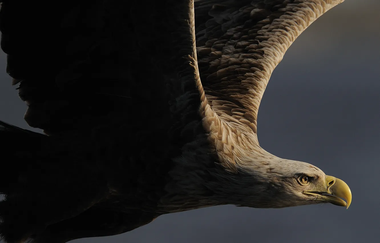 Фото обои Норвегия, 20 июня 2008 года, или сероватень (Haliaeetus albicilla, Орлан-белохвост, white-tailed sea eagle)