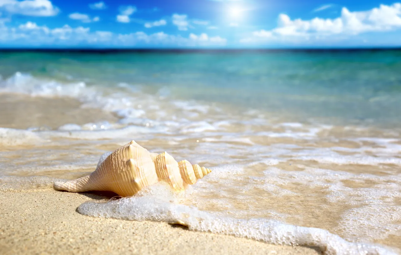Фото обои песок, море, небо, солнце, ракушка, прибой