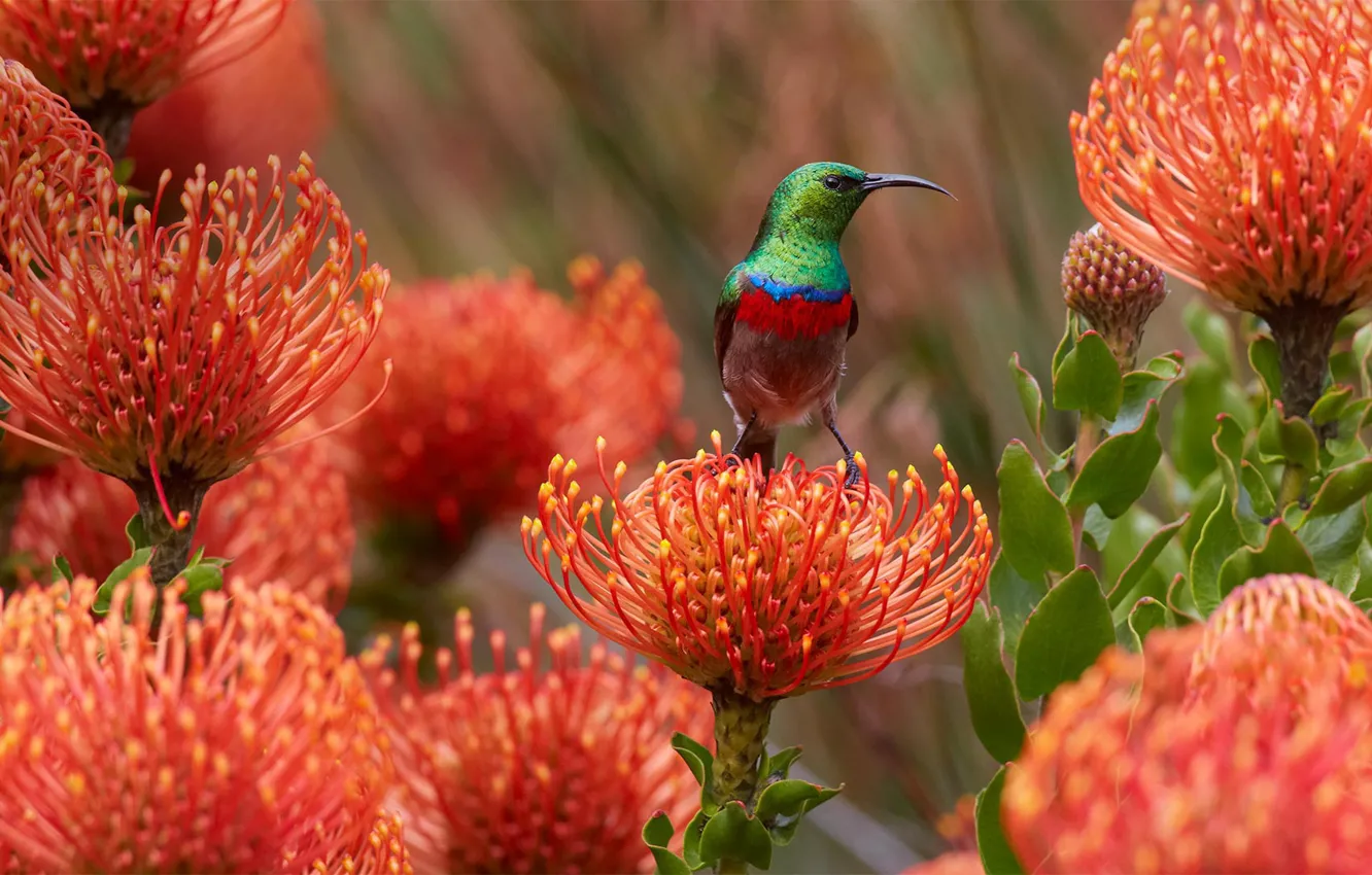 Фото обои цветы, птица, клюв, Южная Африка, скабиоза, синегалстучная нектарница