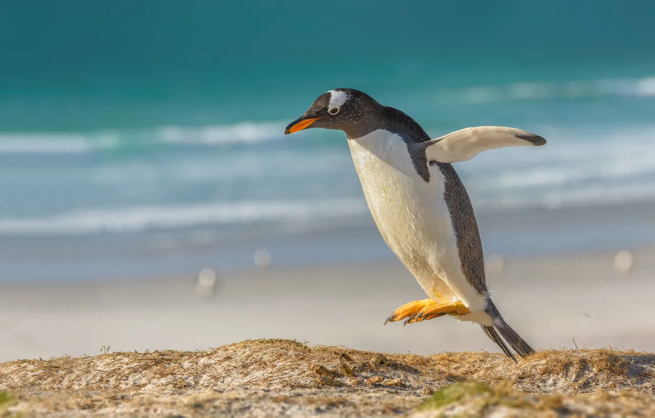 Фото обои прыжок, птица, пингвин, папуанский пингвин, Субантарктический пингвин